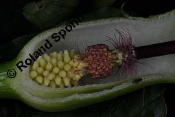 Gefleckter Aronstab, Arum maculatum, Araceae, Arum maculatum, Gefleckter Aronstab, Blühend Kauf von 00411_arum_maculatum_dsc_0414.jpg