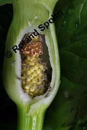 Gefleckter Aronstab, Arum maculatum, Araceae, Arum maculatum, Gefleckter Aronstab, Blühend Kauf von 00411_arum_maculatum_dsc_0467.jpg