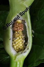 Gefleckter Aronstab, Arum maculatum, Araceae, Arum maculatum, Gefleckter Aronstab, Blühend Kauf von 00411_arum_maculatum_dsc_0468.jpg