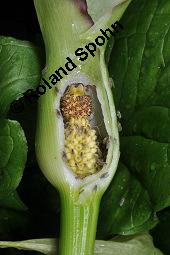 Gefleckter Aronstab, Arum maculatum, Araceae, Arum maculatum, Gefleckter Aronstab, Blühend Kauf von 00411_arum_maculatum_dsc_0470.jpg