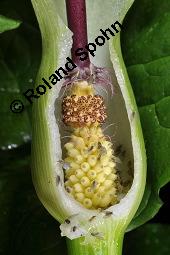 Gefleckter Aronstab, Arum maculatum, Araceae, Arum maculatum, Gefleckter Aronstab, Blühend Kauf von 00411_arum_maculatum_dsc_0472.jpg