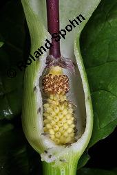 Gefleckter Aronstab, Arum maculatum, Araceae, Arum maculatum, Gefleckter Aronstab, Blühend Kauf von 00411_arum_maculatum_dsc_0473.jpg