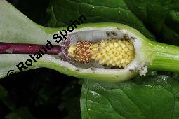 Gefleckter Aronstab, Arum maculatum, Araceae, Arum maculatum, Gefleckter Aronstab, Blühend Kauf von 00411_arum_maculatum_dsc_0474.jpg