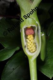 Gefleckter Aronstab, Arum maculatum, Araceae, Arum maculatum, Gefleckter Aronstab, Blühend Kauf von 00411_arum_maculatum_dsc_8732.jpg