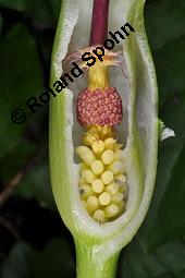Gefleckter Aronstab, Arum maculatum, Araceae, Arum maculatum, Gefleckter Aronstab, Blühend Kauf von 00411_arum_maculatum_dsc_8735.jpg