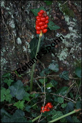Gefleckter Aronstab, Arum maculatum, Araceae, Arum maculatum, Gefleckter Aronstab, Blühend Kauf von 00411arum_maculatumimg_3741.jpg