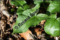 Gefleckter Aronstab, Arum maculatum, Araceae, Arum maculatum, Gefleckter Aronstab, Blühend Kauf von 00411arum_maculatumimg_5702.jpg