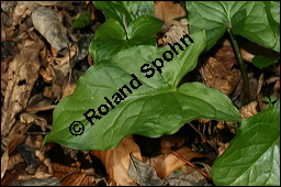 Gefleckter Aronstab, Arum maculatum, Araceae, Arum maculatum, Gefleckter Aronstab, Blühend Kauf von 00411arum_maculatumimg_5703.jpg