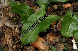 Gefleckter Aronstab, Arum maculatum, Araceae, Arum maculatum, Gefleckter Aronstab, Blühend Kauf von 00411arum_maculatumimg_5704.jpg