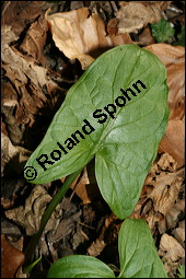 Gefleckter Aronstab, Arum maculatum, Araceae, Arum maculatum, Gefleckter Aronstab, Blühend Kauf von 00411arum_maculatumimg_5705.jpg