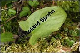 Gefleckter Aronstab, Arum maculatum, Araceae, Arum maculatum, Gefleckter Aronstab, Blühend Kauf von 00411arum_maculatumimg_5790.jpg