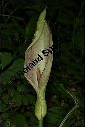 Gefleckter Aronstab, Arum maculatum, Araceae, Arum maculatum, Gefleckter Aronstab, Blühend Kauf von 00411arum_maculatumimg_7034.jpg