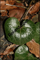 Europäische Haselwurz, Gewöhnliche Haselwurz, Asarum europaeum, Aristolochiaceae, Asarum europaeum, Europäische Haselwurz, Gewöhnliche Haselwurz, Blühend Kauf von 00413asarum_europaeumimg_5184.jpg