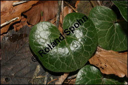 Europäische Haselwurz, Gewöhnliche Haselwurz, Asarum europaeum, Aristolochiaceae, Asarum europaeum, Europäische Haselwurz, Gewöhnliche Haselwurz, Blühend Kauf von 00413asarum_europaeumimg_5185.jpg