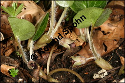 Europäische Haselwurz, Gewöhnliche Haselwurz, Asarum europaeum, Aristolochiaceae, Asarum europaeum, Europäische Haselwurz, Gewöhnliche Haselwurz, Blühend Kauf von 00413asarum_europaeumimg_6310.jpg