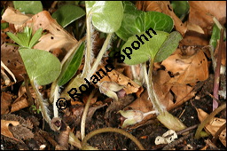 Europäische Haselwurz, Gewöhnliche Haselwurz, Asarum europaeum, Aristolochiaceae, Asarum europaeum, Europäische Haselwurz, Gewöhnliche Haselwurz, Blühend Kauf von 00413asarum_europaeumimg_6311.jpg