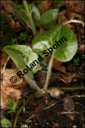 Europäische Haselwurz, Gewöhnliche Haselwurz, Asarum europaeum, Aristolochiaceae, Asarum europaeum, Europäische Haselwurz, Gewöhnliche Haselwurz, Blühend Kauf von 00413asarum_europaeumimg_6312.jpg