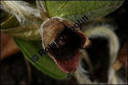 Europäische Haselwurz, Gewöhnliche Haselwurz, Asarum europaeum, Aristolochiaceae, Asarum europaeum, Europäische Haselwurz, Gewöhnliche Haselwurz, Blühend Kauf von 00413asarum_europaeumimg_6313.jpg