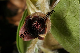 Europäische Haselwurz, Gewöhnliche Haselwurz, Asarum europaeum, Aristolochiaceae, Asarum europaeum, Europäische Haselwurz, Gewöhnliche Haselwurz, Blühend Kauf von 00413asarum_europaeumimg_6314.jpg