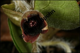 Europäische Haselwurz, Gewöhnliche Haselwurz, Asarum europaeum, Aristolochiaceae, Asarum europaeum, Europäische Haselwurz, Gewöhnliche Haselwurz, Blühend Kauf von 00413asarum_europaeumimg_6315.jpg