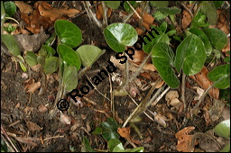 Europäische Haselwurz, Gewöhnliche Haselwurz, Asarum europaeum, Aristolochiaceae, Asarum europaeum, Europäische Haselwurz, Gewöhnliche Haselwurz, Blühend Kauf von 00413asarum_europaeumimg_6316.jpg