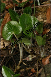 Europäische Haselwurz, Gewöhnliche Haselwurz, Asarum europaeum, Aristolochiaceae, Asarum europaeum, Europäische Haselwurz, Gewöhnliche Haselwurz, Blühend Kauf von 00413asarum_europaeumimg_6317.jpg