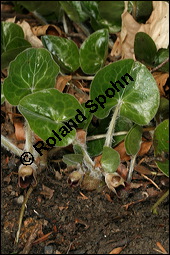 Europäische Haselwurz, Gewöhnliche Haselwurz, Asarum europaeum, Aristolochiaceae, Asarum europaeum, Europäische Haselwurz, Gewöhnliche Haselwurz, Blühend Kauf von 00413asarum_europaeumimg_6322.jpg