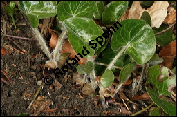 Europäische Haselwurz, Gewöhnliche Haselwurz, Asarum europaeum, Aristolochiaceae, Asarum europaeum, Europäische Haselwurz, Gewöhnliche Haselwurz, Blühend Kauf von 00413asarum_europaeumimg_6323.jpg