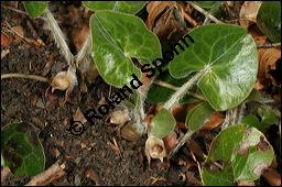 Europäische Haselwurz, Gewöhnliche Haselwurz, Asarum europaeum, Aristolochiaceae, Asarum europaeum, Europäische Haselwurz, Gewöhnliche Haselwurz, Blühend Kauf von 00413asarum_europaeumimg_6324.jpg
