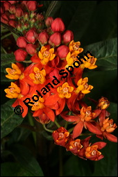 Curacao-Seidenpflanze, Indianer-Seidenpflanze, Asclepias curassavica, Asclepiadaceae, Asclepias curassavica, Curacao-Seidenpflanze, Indianer-Seidenpflanze, Blühend Kauf von 00414asclepias_curassavicaimg_2494.jpg