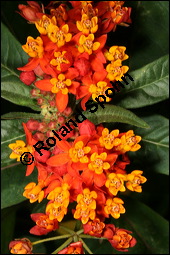 Curacao-Seidenpflanze, Indianer-Seidenpflanze, Asclepias curassavica, Asclepiadaceae, Asclepias curassavica, Curacao-Seidenpflanze, Indianer-Seidenpflanze, Blühend Kauf von 00414asclepias_curassavicaimg_2496.jpg