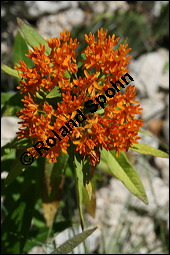 Knollige Schwalbenwurz, Knollige Seidenpflanze, Asclepias tuberosa, Asclepiadaceae, Asclepias tuberosa, Knollige Seidenpflanze, Knollige Schwalbenwurz, Blühend Kauf von 00416asclepias_tuberosaimg_8949.jpg