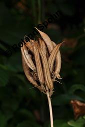 Süßholz-Tragant, Süßer Tragant,  Bärenschote, Astragalus glycyphyllos, Fabaceae, Astragalus glycyphyllos, Süßholz-Tragant, Bärenschote, Süßer Tragant, fruchtend Kauf von 00417_astragalus_glycyphyllos_dsc_4055.jpg