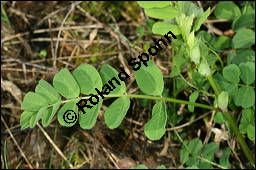 Süßholz-Tragant, Süßer Tragant,  Bärenschote, Astragalus glycyphyllos, Fabaceae, Astragalus glycyphyllos, Süßholz-Tragant, Bärenschote, Süßer Tragant, fruchtend Kauf von 00417astragalus_glycyphyllosimg_7133.jpg