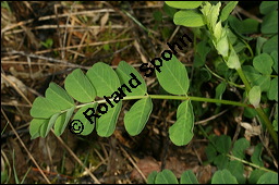Süßholz-Tragant, Süßer Tragant,  Bärenschote, Astragalus glycyphyllos, Fabaceae, Astragalus glycyphyllos, Süßholz-Tragant, Bärenschote, Süßer Tragant, fruchtend Kauf von 00417astragalus_glycyphyllosimg_7134.jpg