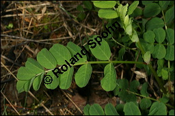 Süßholz-Tragant, Süßer Tragant,  Bärenschote, Astragalus glycyphyllos, Fabaceae, Astragalus glycyphyllos, Süßholz-Tragant, Bärenschote, Süßer Tragant, fruchtend Kauf von 00417astragalus_glycyphyllosimg_7135.jpg