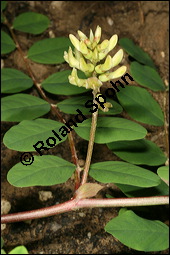 Süßholz-Tragant, Süßer Tragant,  Bärenschote, Astragalus glycyphyllos, Fabaceae, Astragalus glycyphyllos, Süßholz-Tragant, Bärenschote, Süßer Tragant, fruchtend Kauf von 00417astragalus_glycyphyllosimg_7811.jpg