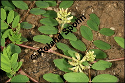 Süßholz-Tragant, Süßer Tragant,  Bärenschote, Astragalus glycyphyllos, Fabaceae, Astragalus glycyphyllos, Süßholz-Tragant, Bärenschote, Süßer Tragant, fruchtend Kauf von 00417astragalus_glycyphyllosimg_7812.jpg