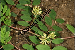 Süßholz-Tragant, Süßer Tragant,  Bärenschote, Astragalus glycyphyllos, Fabaceae, Astragalus glycyphyllos, Süßholz-Tragant, Bärenschote, Süßer Tragant, fruchtend Kauf von 00417astragalus_glycyphyllosimg_7813.jpg