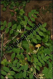 Süßholz-Tragant, Süßer Tragant,  Bärenschote, Astragalus glycyphyllos, Fabaceae, Astragalus glycyphyllos, Süßholz-Tragant, Bärenschote, Süßer Tragant, fruchtend Kauf von 00417astragalus_glycyphyllosimg_8290.jpg
