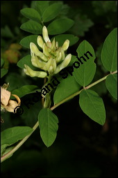 Süßholz-Tragant, Süßer Tragant,  Bärenschote, Astragalus glycyphyllos, Fabaceae, Astragalus glycyphyllos, Süßholz-Tragant, Bärenschote, Süßer Tragant, fruchtend Kauf von 00417astragalus_glycyphyllosimg_8291.jpg