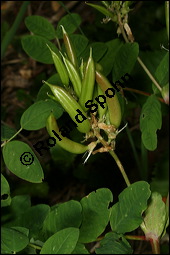 Süßholz-Tragant, Süßer Tragant,  Bärenschote, Astragalus glycyphyllos, Fabaceae, Astragalus glycyphyllos, Süßholz-Tragant, Bärenschote, Süßer Tragant, fruchtend Kauf von 00417astragalus_glycyphyllosimg_8292.jpg