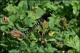 Süßholz-Tragant, Süßer Tragant,  Bärenschote, Astragalus glycyphyllos, Fabaceae, Astragalus glycyphyllos, Süßholz-Tragant, Bärenschote, Süßer Tragant, fruchtend Kauf von 00417astragalus_glycyphyllosimg_9183.jpg