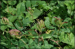 Süßholz-Tragant, Süßer Tragant,  Bärenschote, Astragalus glycyphyllos, Fabaceae, Astragalus glycyphyllos, Süßholz-Tragant, Bärenschote, Süßer Tragant, fruchtend Kauf von 00417astragalus_glycyphyllosimg_9184.jpg