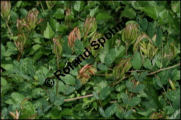 Süßholz-Tragant, Süßer Tragant,  Bärenschote, Astragalus glycyphyllos, Fabaceae, Astragalus glycyphyllos, Süßholz-Tragant, Bärenschote, Süßer Tragant, fruchtend Kauf von 00417astragalus_glycyphyllosimg_9185.jpg