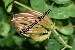 Süßholz-Tragant, Süßer Tragant,  Bärenschote, Astragalus glycyphyllos, Fabaceae, Astragalus glycyphyllos, Süßholz-Tragant, Bärenschote, Süßer Tragant, fruchtend Kauf von 00417astragalus_glycyphyllosimg_9186.jpg