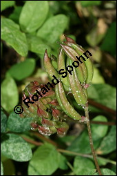 Süßholz-Tragant, Süßer Tragant,  Bärenschote, Astragalus glycyphyllos, Fabaceae, Astragalus glycyphyllos, Süßholz-Tragant, Bärenschote, Süßer Tragant, fruchtend Kauf von 00417astragalus_glycyphyllosimg_9187.jpg