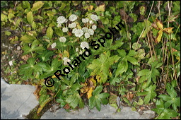 Große Sterndolde, Astrantia major, Apiaceae, Astrantia major, Große Sterndolde, Blatt Kauf von 00420astrantia_majorimg_4554.jpg