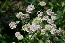 Große Sterndolde, Astrantia major, Apiaceae, Astrantia major, Große Sterndolde, Blatt Kauf von 00420astrantia_majorimg_8542.jpg