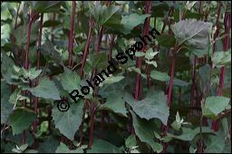 Garten-Melde, Atriplex hortensis, Chenopodiaceae, Atriplex hortensis, Garten-Melde, Beblättert Kauf von 00421atriplex_hortensisimg_2714.jpg